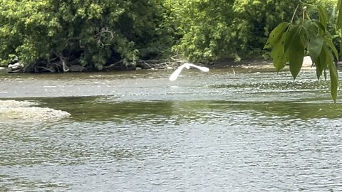 White Egret in flight coming for smooth landing