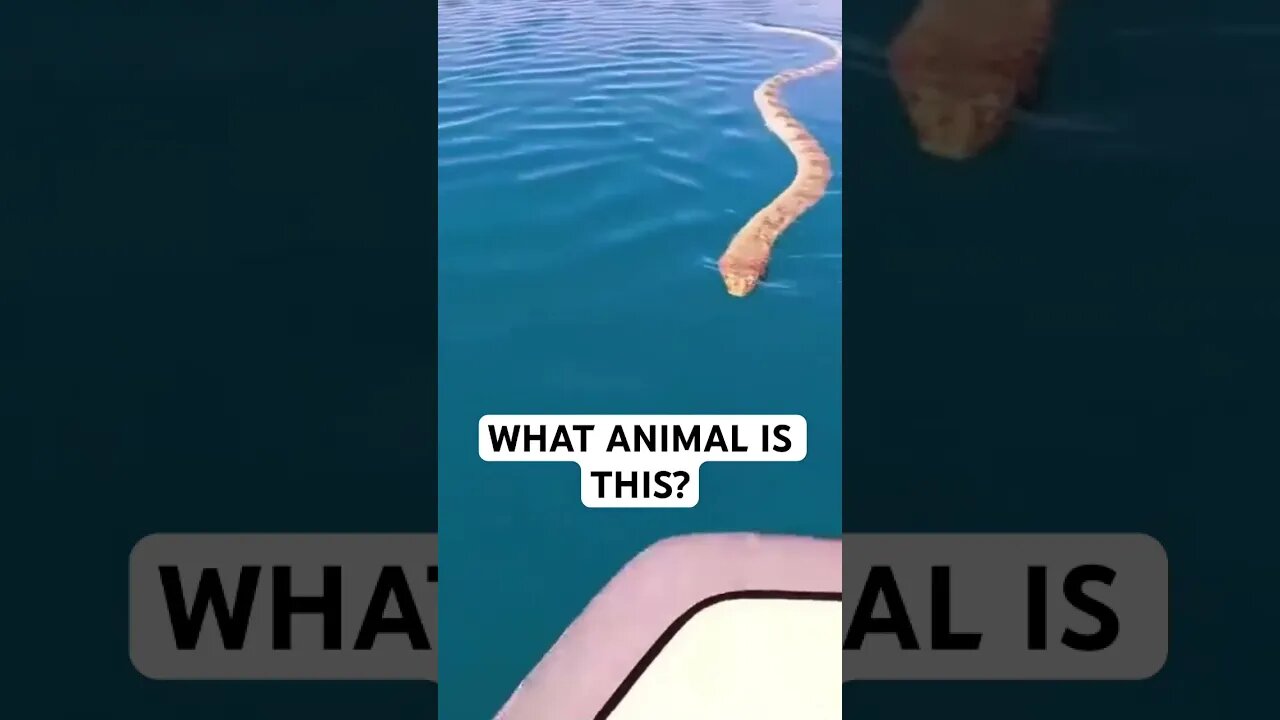WHAT ANIMAL IS THIS?