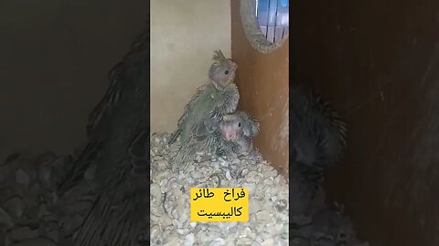 فراخ طائر كاليبسيت روعة