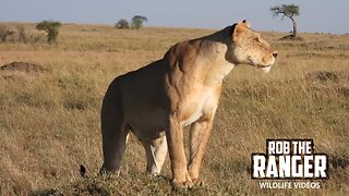 Lions On the Move | Maasai Mara Safari | Zebra Plains