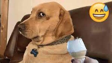 Funniest Cats and Dogs videos