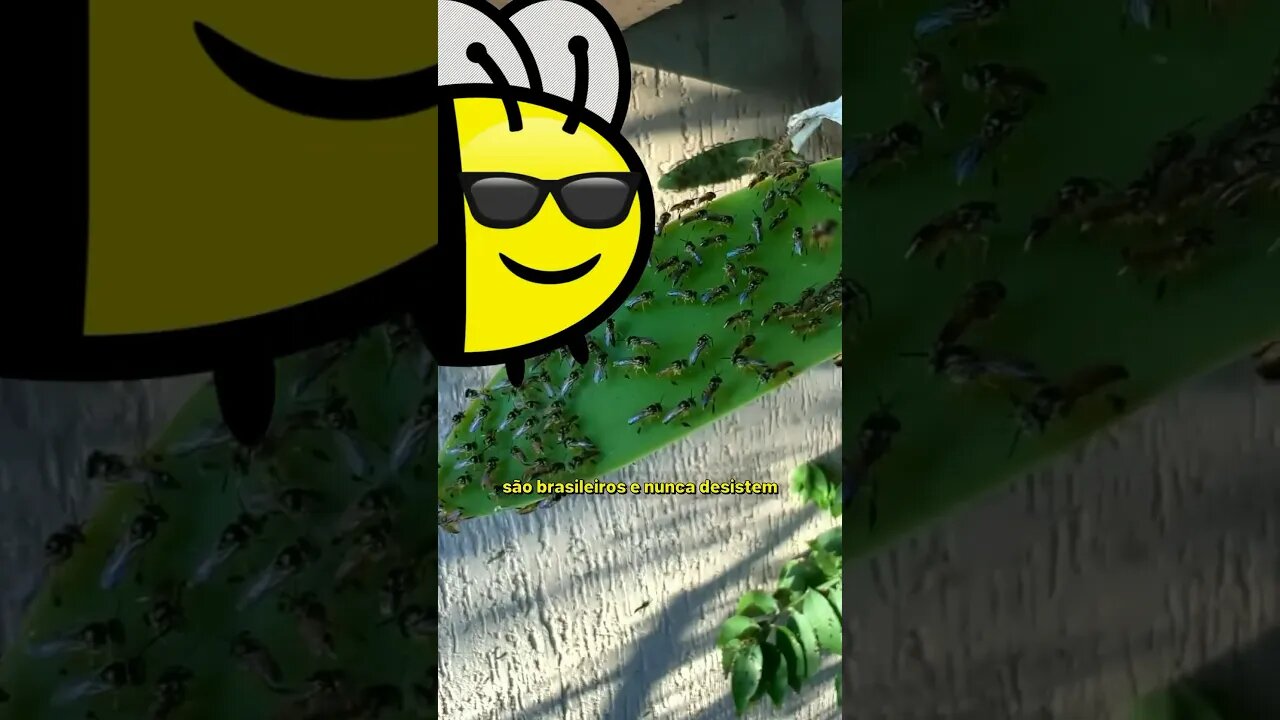 Milhares de abelhas chegaram aqui em casa PARTE 02 🐝😱 #Shorts