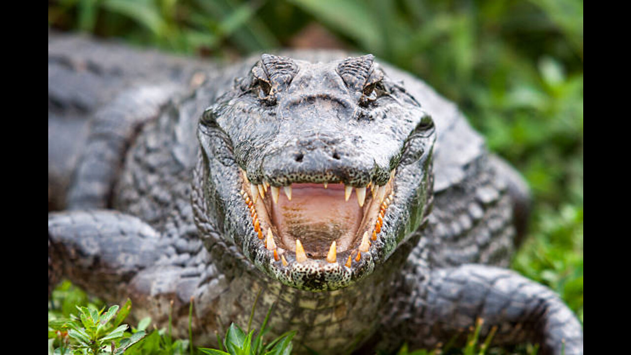 It was so exciting that the crocodile came to hunt the leopard and it hunted itself