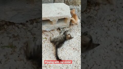 cat's playing