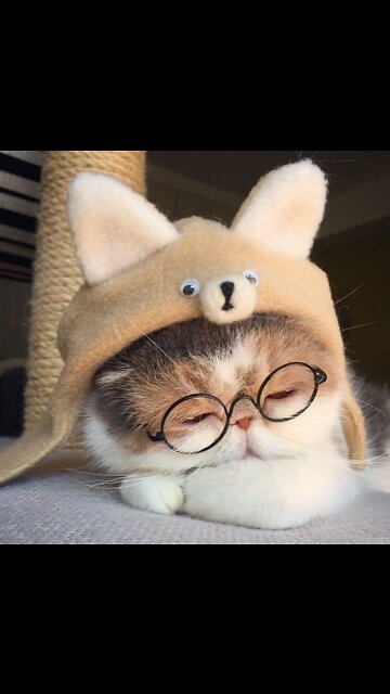 Running kitty ❤️