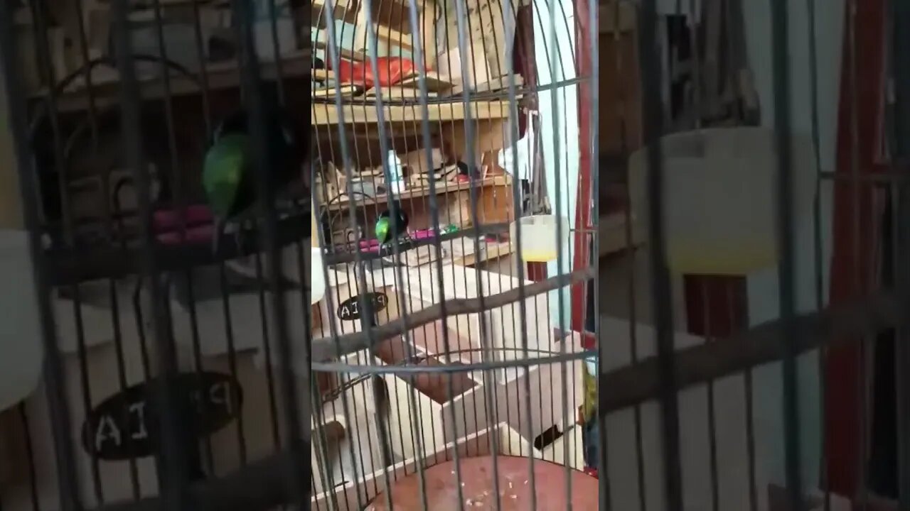 Bird/Burung Rumahanku Belajar suara Nembak