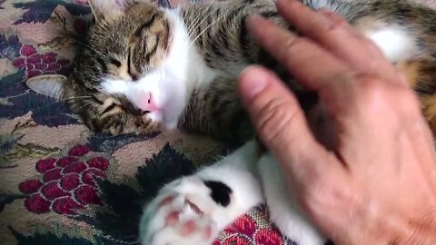 Kitten Rudolph Sleeps Curled Up