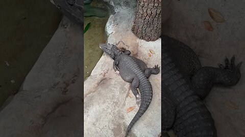 Is it bad to want one as a pet? 🐊 #shorts #animals #zoo #calgary #enterthecronic