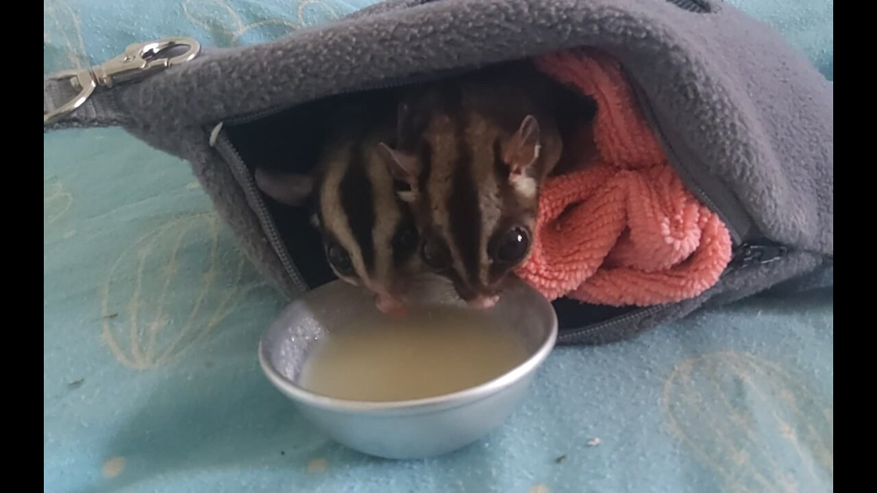 Cute sugar gliders go bananas for tasty 'Gliderade' meal