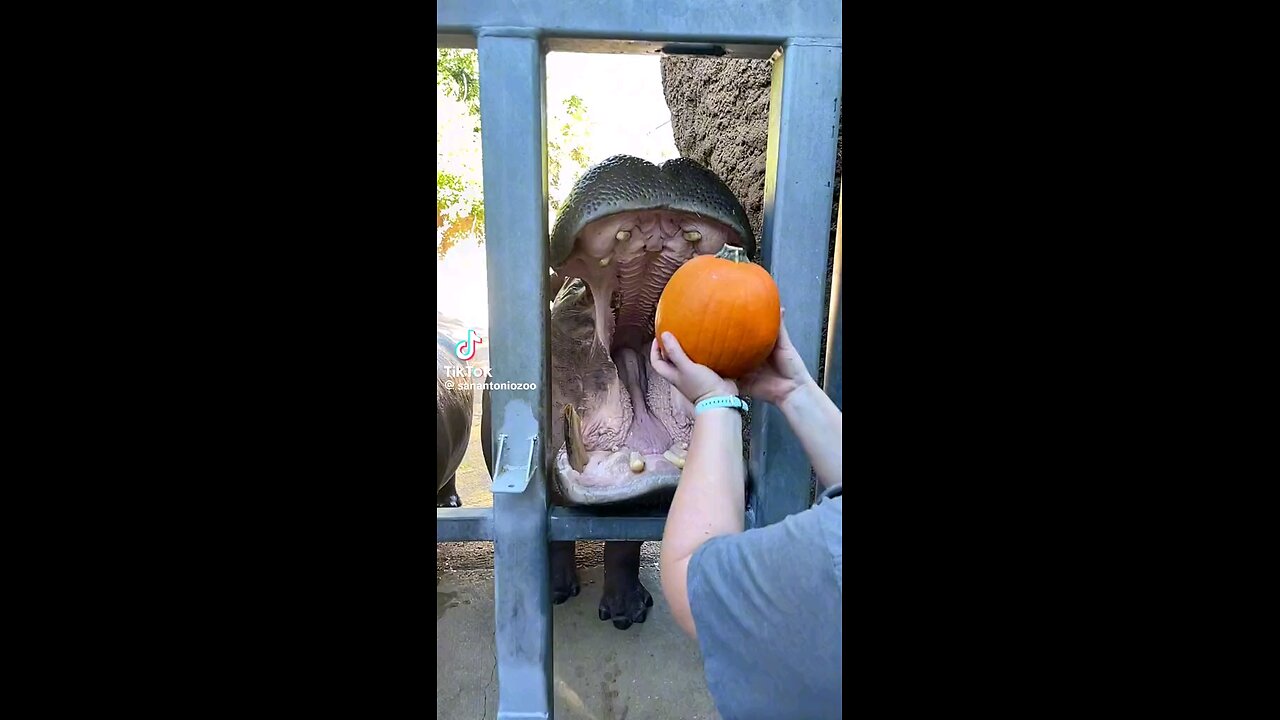 Hippopotamus eat a large 🎃 pumpkin