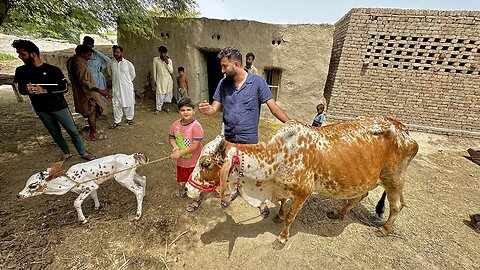 We Are Going To Buy A Cow🐄 | Shehr Main Dihat