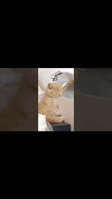 наши милые котики (1)