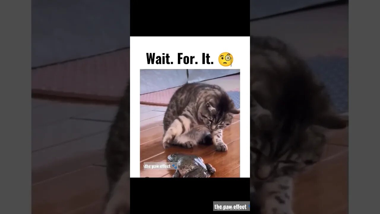 terrifies itself after touching a frog 😂🤣😂 #2023 #funny #cat #shorts
