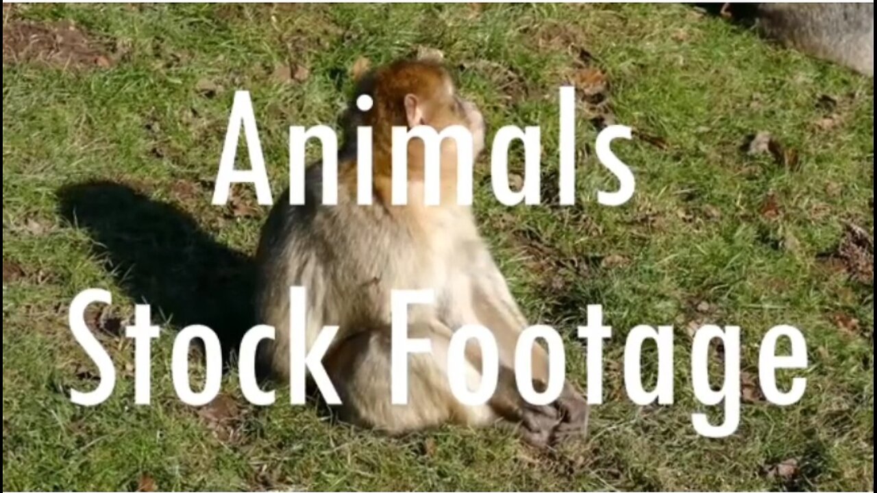 Animal_Stock_Footage_–_Royalty writer Description