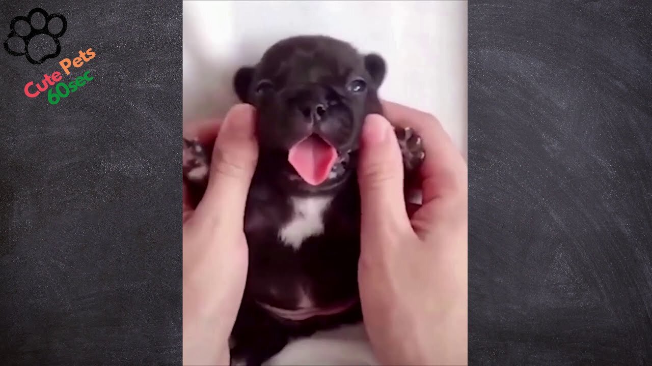 cute dogs compilation 60 seconds try not to smile IMPOSSIBLE