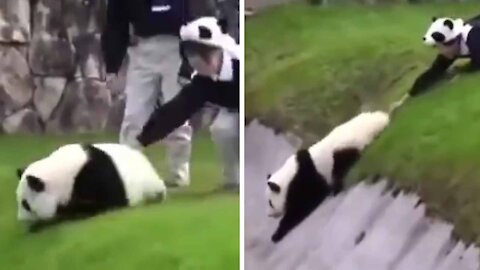 Panda wants to escape But it falls to the ground !