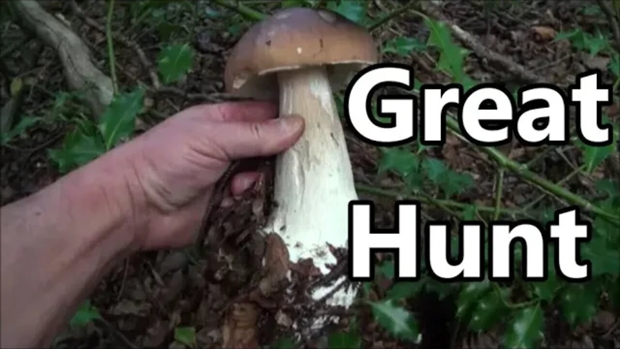 Awesome Porcini / Cep / Penny Bun / Boletus Edulis Mushroom Hunt UK