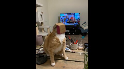 Funny Cats Compilation and Some Weird Performances