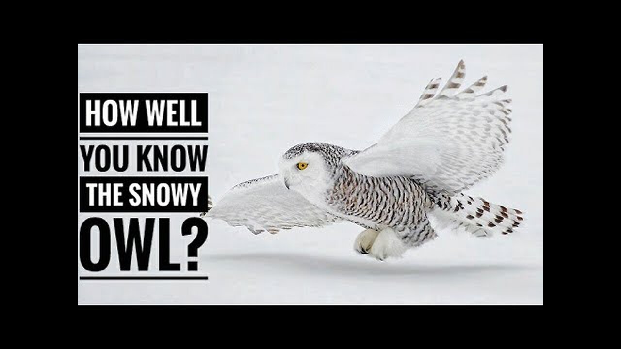 Snowy Owl || Description, Characteristics and Facts!