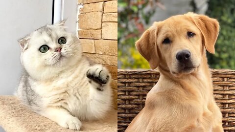 😹🐶😹 Baby Dogs - Cute and Funny Dog & Cat Video 😹🐶😹 (2022) Part - 2