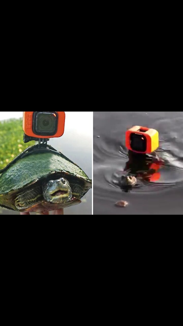 Turtle Gopro Pet turtle swims in pond with GoPro attached to his shell