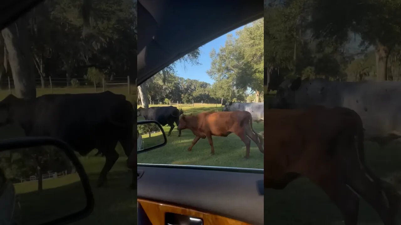 Running with the bulls! #cattle #cattleranch #cattlefarm #cows #cowvideos