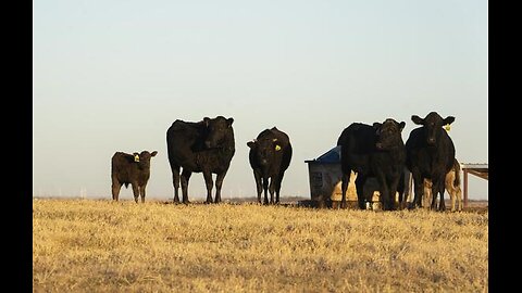 Cattle Rancher Warns Climate Crisis Is Threatening US Food Supply‼️👀