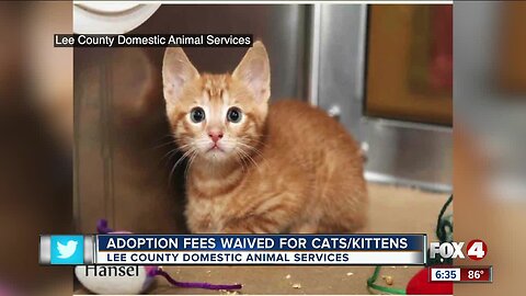 LCDAS is waiving kitten adoption fee because of overcrowding in Lee County