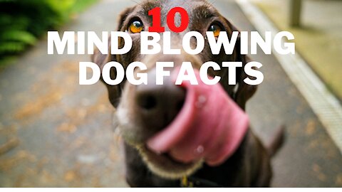 10 Facts about dogs that will BLOW YOUR MIND AWAY!
