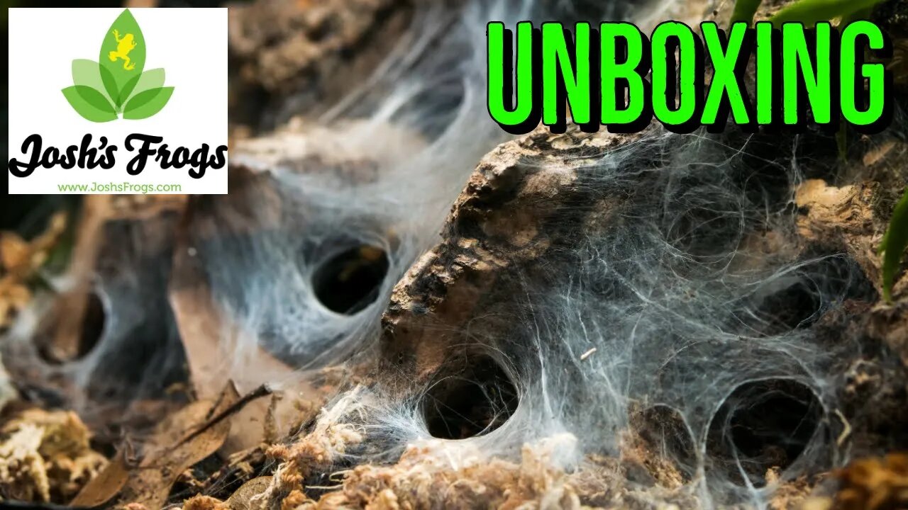 Unboxing TARANTULAS from Josh's Frogs - COMMUNAL!