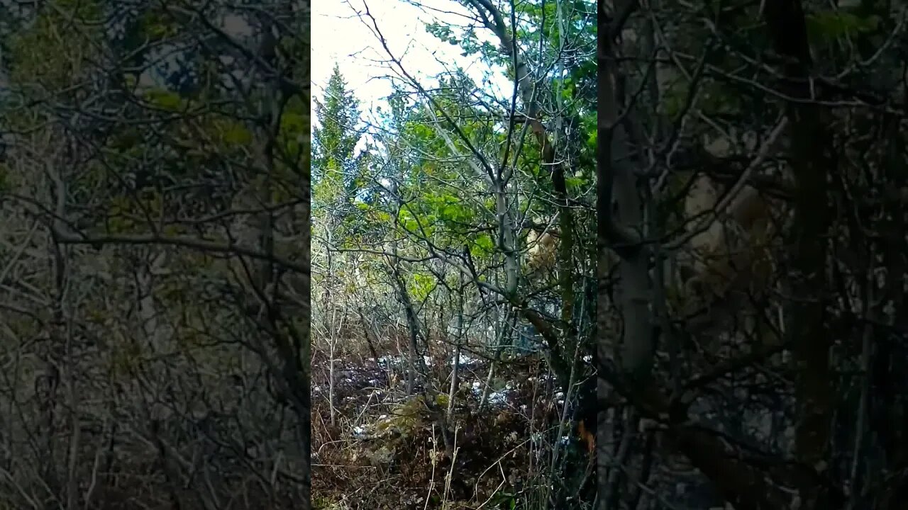 Spot The Mountain Lion!