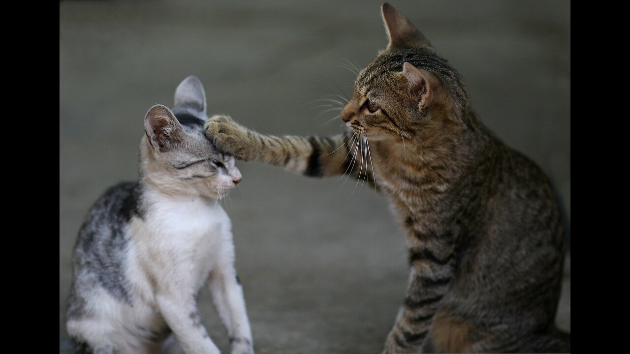 Cats talking ?? these cats can speak english