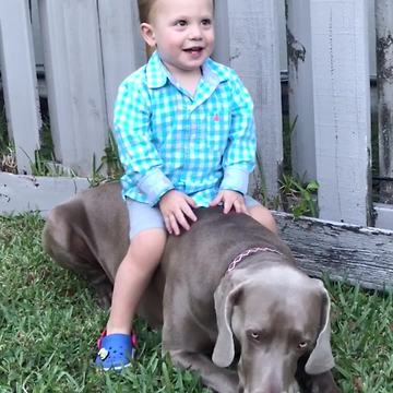 Tot Boy Gets Bucked Off Dog’s Back