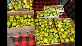 Putting up the apple harvest