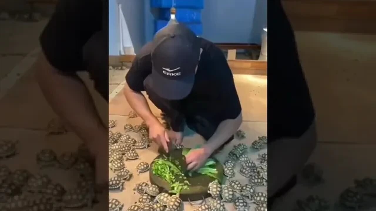 Dude makes salad buffet for turtles