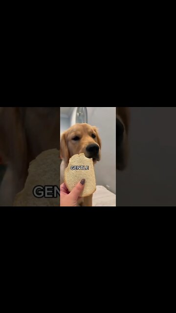 Dog Low Carb Diet , # short