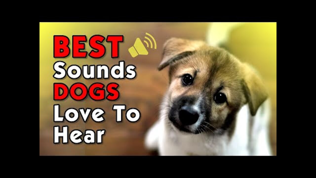 Sounds Your Dog Loves | Sounds that attract dogs