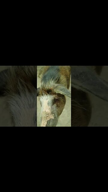 Olha o porquinho ae #shorts