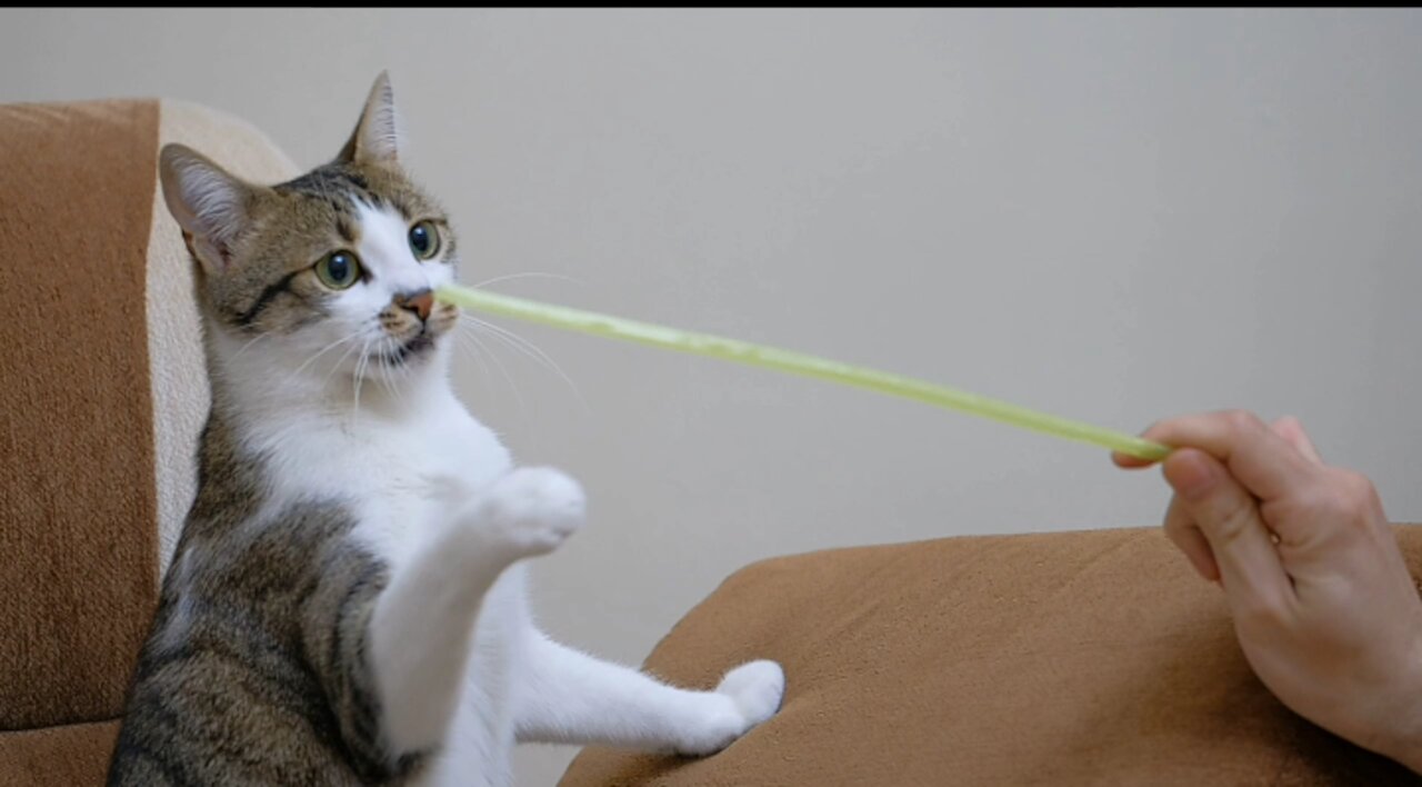 Pet owner playing with a cute cat