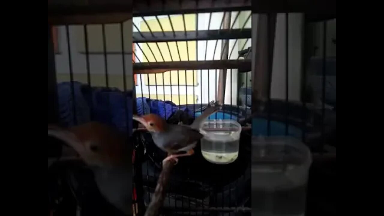 อสู้เหมาะสำหรับการดึงดูดนกǸsū̂ h̄emāa s̄ảh̄rạb kār dụngdūd nk ||burung petarung cocok buat pikat