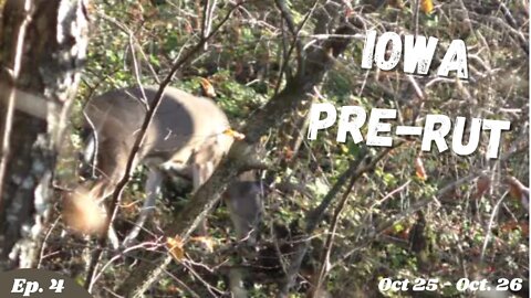 Pre-Rut Whitetail Action! | Iowa Public Land