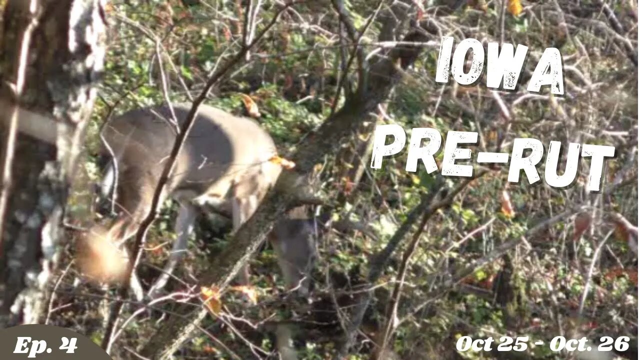 Pre-Rut Whitetail Action! | Iowa Public Land