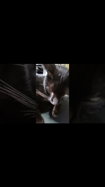 My little black kitty pose.