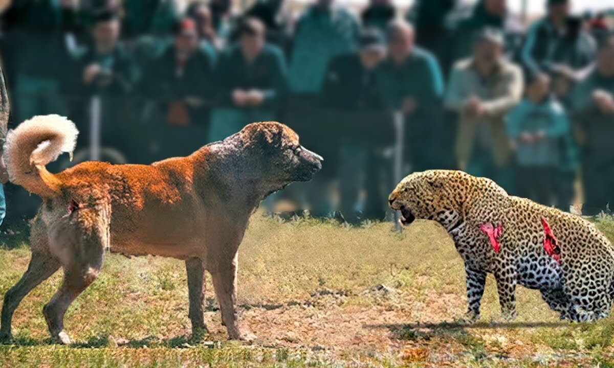 Unveiling Nature's Fear: Why Leopards Cower in the Presence of This Remarkable Dog 🐆🐕