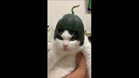 Hello cat melon!