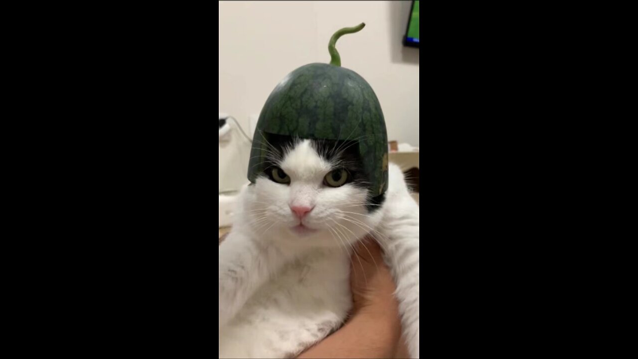 Hello cat melon!