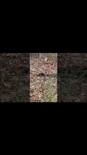 Real-Life Woody the Woodpecker #Shorts