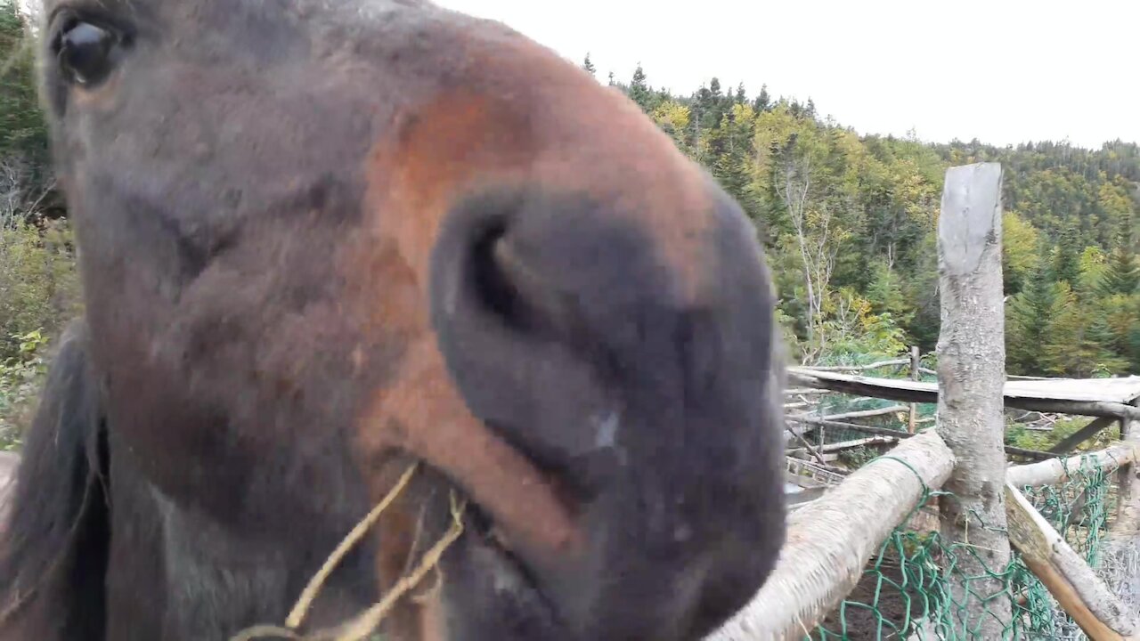 Smiling Horse