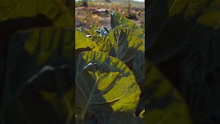 Super Foods: Spinach