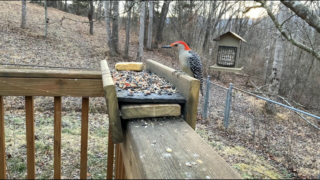 Birds at the feeder - so many birds!